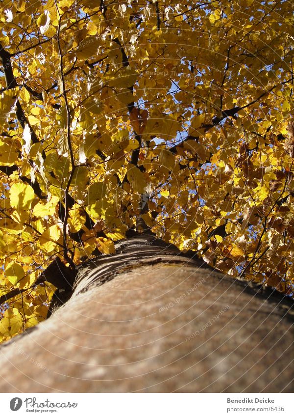 Herbstlich Baum Blatt gelb Jahreszeiten Baumstamm Ast Natur