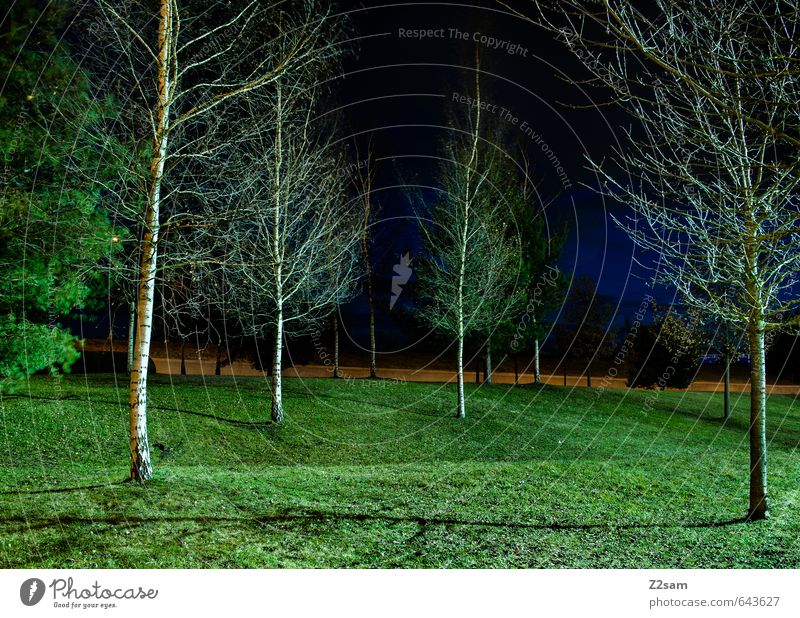 sie kommen!!! Nachthimmel Sommer Baum Gras Sträucher Stadt Park sportlich dunkel einfach elegant kalt modern trist blau grün ruhig Idylle Ordnung Surrealismus