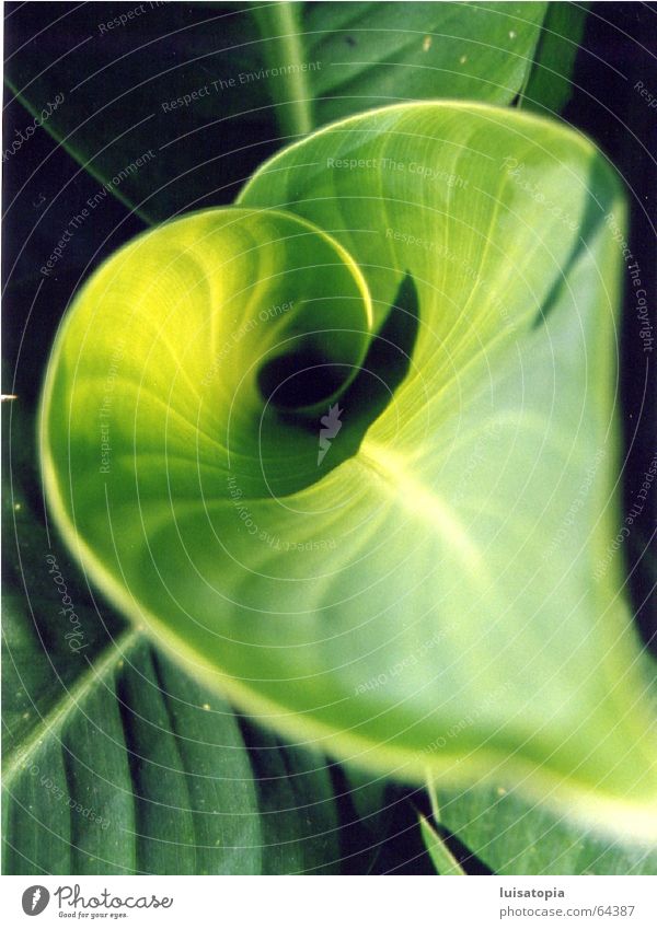 herzblatt in grün Blatt Pflanze Erholung ruhig Zufriedenheit Außenaufnahme Bambusrohr Farbe Motivation
