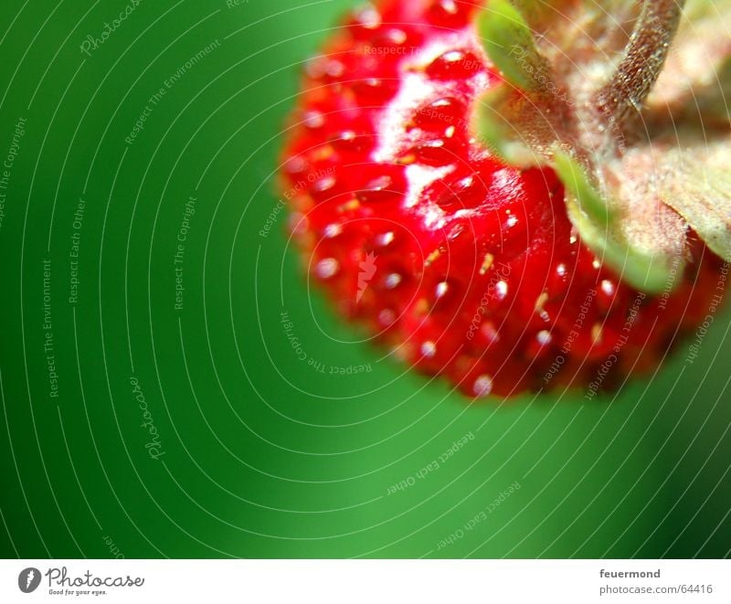 Wildes Früchtchen Wald-Erdbeere rot Sommer fruchtig Erdbeeren Frucht Sonne fruit sun strawberry fruts red