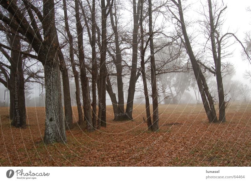 morning mist New South Wales Australien Winter forest trees armidale cold leaves landscape Nebel