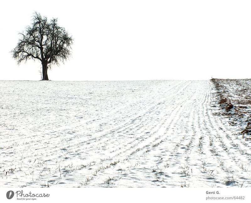einzelner Baum steht links oben am Bildrand auf einem schneebedeckten Acker Landwirtschaft Feld Schnee weiß schwarz graphisch Einsamkeit Ferne Schneelandschaft