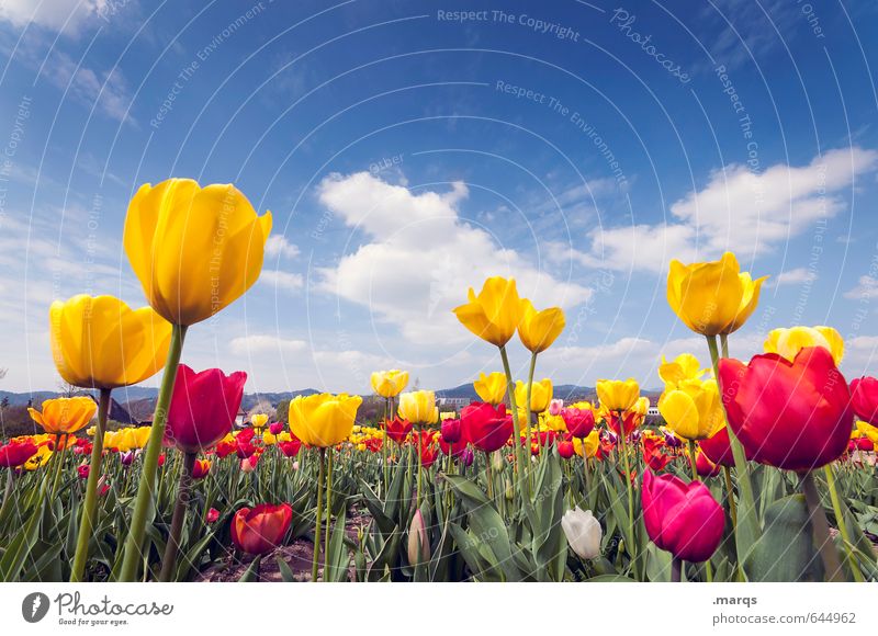Auswuchs Umwelt Natur Himmel Wolken Horizont Frühling Schönes Wetter Blume Tulpenfeld Tulpenblüte Blühend Wachstum Duft nah schön blau gelb grün rot Stimmung