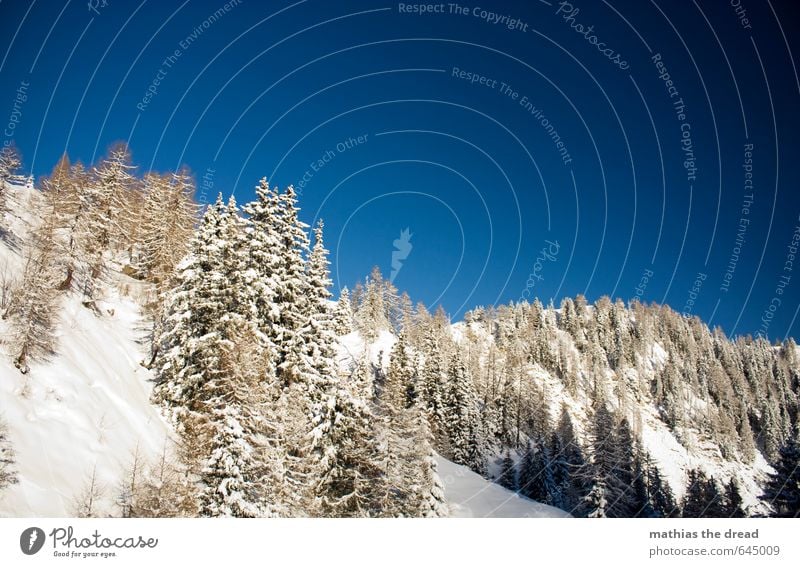 WAS WÜRDE ICH FÜRS BOARDEN GEBEN Umwelt Natur Landschaft Himmel Wolken Winter Wetter Schönes Wetter Eis Frost Schnee Schneefall Pflanze Wald Alpen