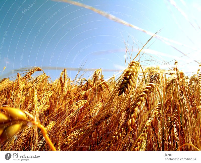 ...leuchtendes Ährengold.... Feld Sommer Licht Landwirtschaft Himmel sonnenstahlen Korn blau Sonne Natur gedreide jarts