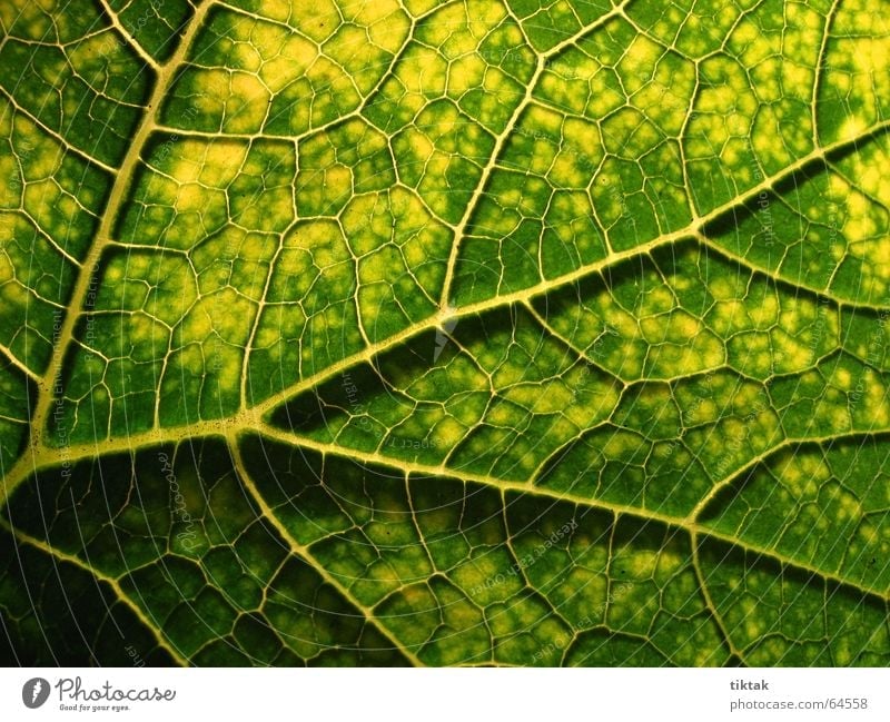 Alle Wege führen zur Wurzel Blatt Gefäße Blattunterseite Botanik Pflanze grün gelb braun Blattadern Licht Beleuchtung welk Blattgrün Wachstum Versorgung