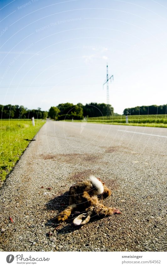 Mittagsschläfchen Himmel Verkehr Verkehrswege Straße schlafen bedrohlich kaputt achtsam Wachsamkeit Vorsicht Tod Müdigkeit gefährlich Respekt Hase & Kaninchen
