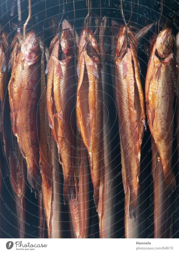 Todesurteil hängen mehrere Räucherfisch geräuschert Ernährung viele zerkleinern Rauch aufgehängt Fisch geräuchert