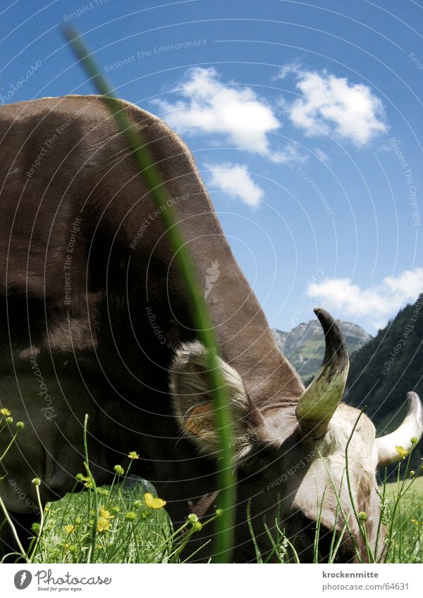 abgrasend Kuh Wiese grün Wolken Halm Fressen Schweiz Rind Milchkuh Blumenwiese Sommer Weide Himmel Horn Berge u. Gebirge Alm Ernährung