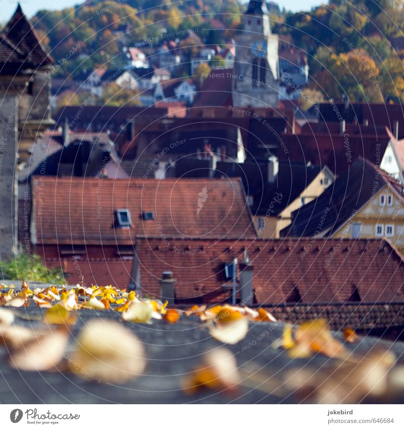 Altstadt Herbstlaub Laubwald Herbstwald Hügel Berghang Tübingen Stadtzentrum bevölkert Haus Kirche Turm Fachwerkhaus Kirchturm Kirchturmuhr Dach Dachziegel