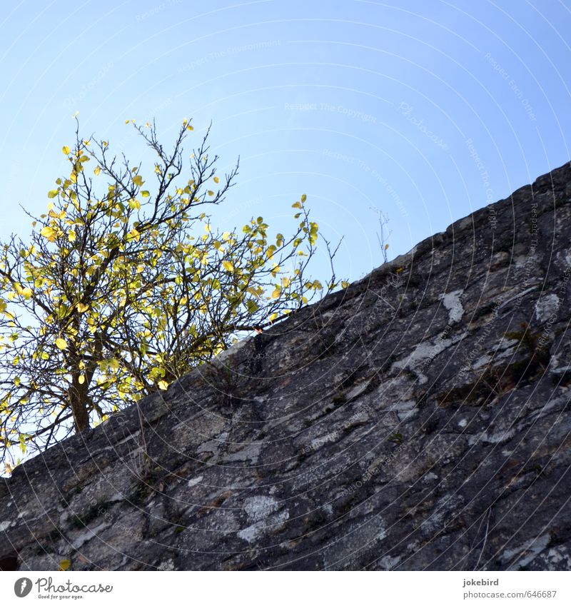 Stadtmauer Wolkenloser Himmel Herbst Baum Moos Herbstfärbung Herbstlaub herbstlich Mauer Wand Stein blau diagonal leuchtend grün leuchtende Farben Farbfoto