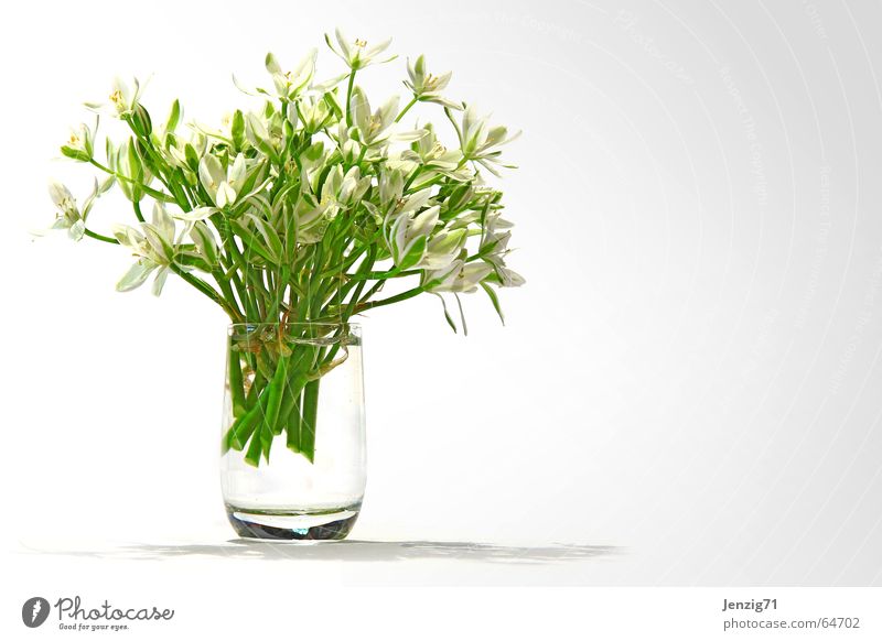 statt schnaps. Spirituosen Schnapsglas Blume Blumenstrauß Glas