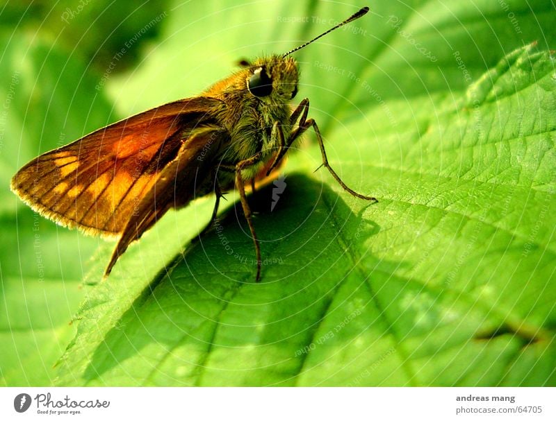 Chilling in the green Schmetterling Blatt grün krabbeln Fühler Tier Insekt Flügel wing Auge leaf laufen walk walking animal Beine legs tierchen sitting sitzen