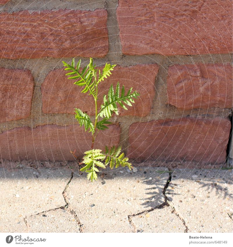 Kraft | wo ein Wille ist, da ist ein Weg Umwelt Natur Erde Sand Schönes Wetter Pflanze Sträucher Grünpflanze Dorf Mauer Wand Wege & Pfade Stein Wachstum