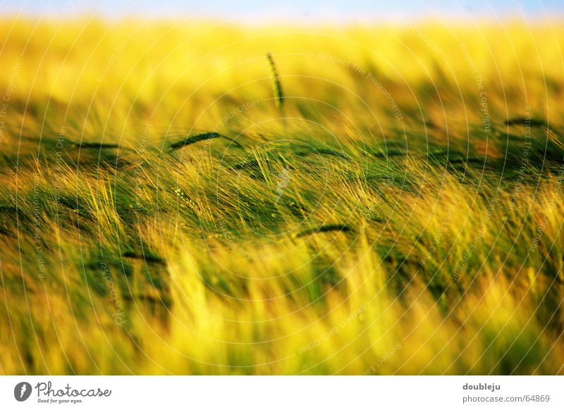 getreidefeld im sonnengelb Weizen Feld Stimmung Abenddämmerung grün Getreide Himmel Sonne