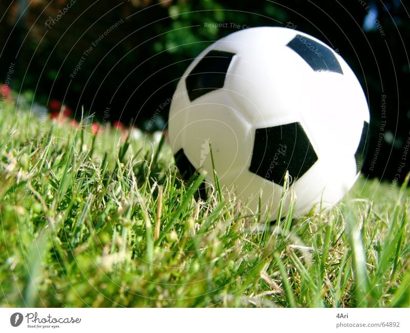 Fuppes Gras Wiese Ball Rasen Nahaufnahme Menschenleer klein Stoppel Schwache Tiefenschärfe 1 Kugel Farbfoto Fußball