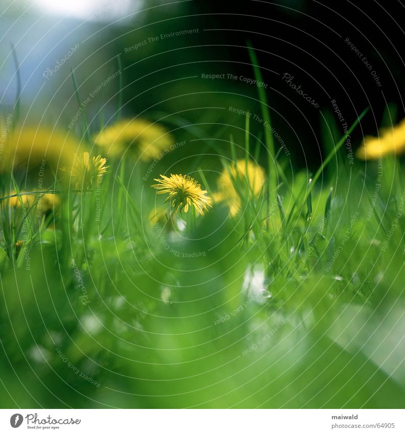 Frühlingswiese mit blühendem Löwenzah und satt grünem Gras im Sonnenschein Wiese Blume Blüte Löwenzahn gelb knallig Mai mehrfarbig Freizeit & Hobby faulenzen