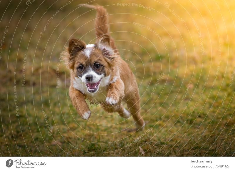 Feuer unterm Hintern Freude Leben Tier Herbst Schönes Wetter Gras Haustier Hund 1 Tierjunges rennen fliegen Jagd springen sportlich Glück klein Geschwindigkeit