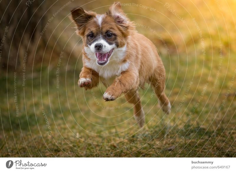 Fröhlicher Welpe Freude Tier Herbst Haustier Hund 1 Tierjunges rennen Spielen springen sportlich außergewöhnlich klein Geschwindigkeit verrückt grün orange