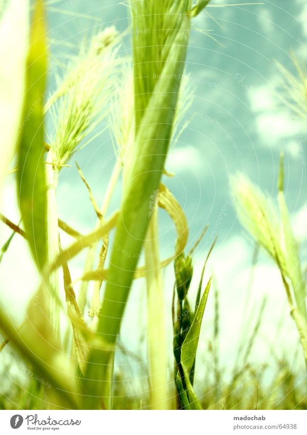 SOMMERFREUDE | hamonie wellness life leben sommer pastell Gras grün Pflanze streben Luft harmonisch Lust Sommer Wachstum Beleuchtung glänzend Weizen Wiese