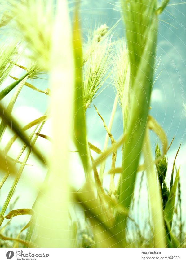 SOMMERDUFT | hamonie wellness life leben sommer pastell Gras grün Pflanze streben Luft harmonisch Lust Sommer Wachstum Beleuchtung glänzend Weizen Wiese Wolken