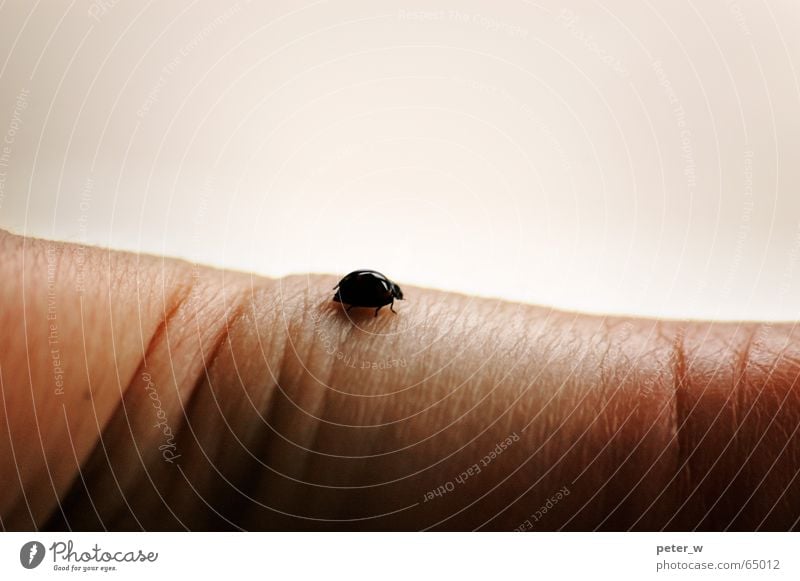 Wüste Marienkäfer Insekt Tier Hand Finger Hoffnung berühren zart krabbeln Einsamkeit klein Käfer Schiffsbug Natur Makroaufnahme desolat Glück Falte nützling