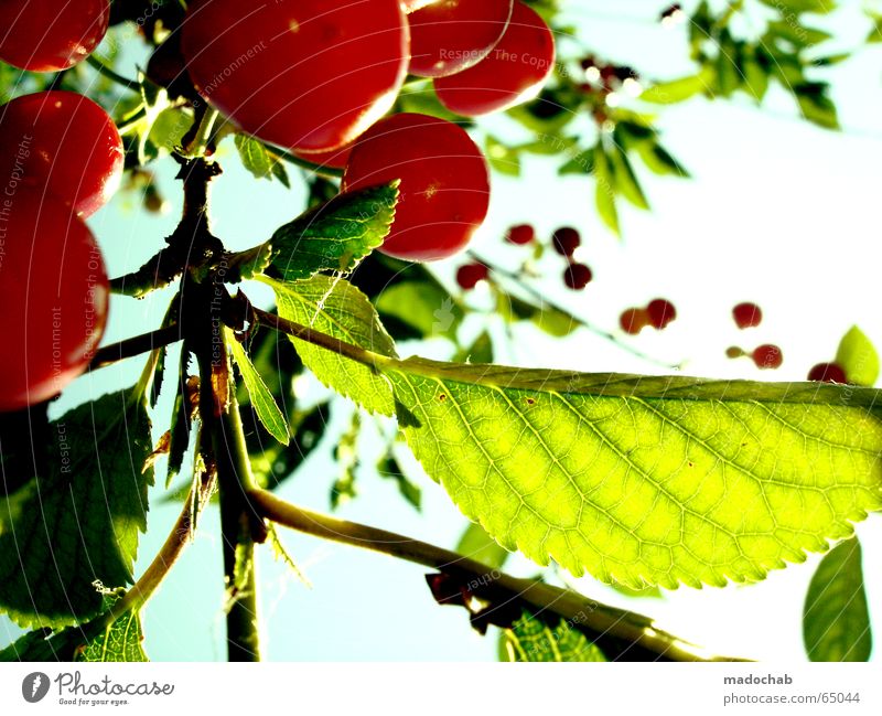 KIRSCH ME UP Kirsche Pflanze Grünpflanze Sommer Sonne frisch Gesundheit Vitamin ökologisch lecker süß Sehnsucht grün lieblich rot Versuch verführerisch Flirten