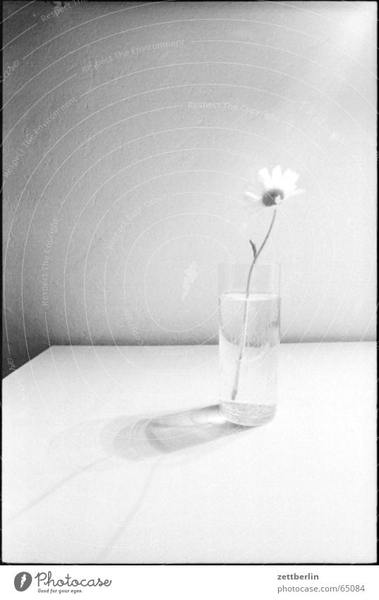 Blume Vase Blumenvase Denken Einsamkeit Lust spartanisch Konzentration pantheismus duotheismus