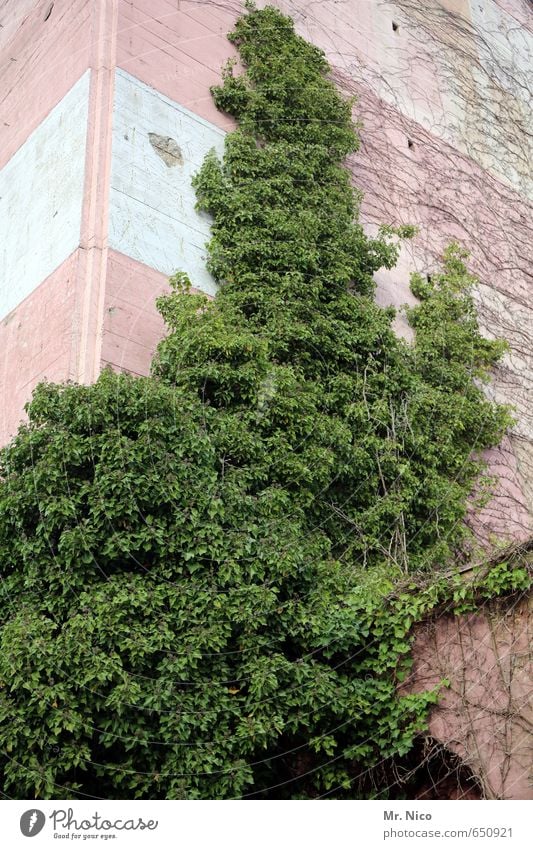 unerGRÜNdlich Umwelt Pflanze Efeu Hochhaus Fassade Wachstum grün Gebäude Hochbunker trist Isolierung (Material) Grünpflanze Immergrüne Pflanzen Sträucher Blatt