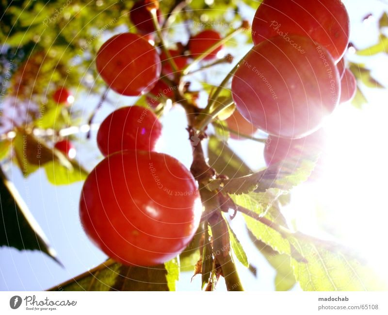 MIT DEN KIRSCHEN INS HAUS FALLEN | frucht vitamine gesundheit Kirsche Pflanze Grünpflanze Sommer Sonne frisch Gesundheit Vitamin ökologisch lecker süß Sehnsucht