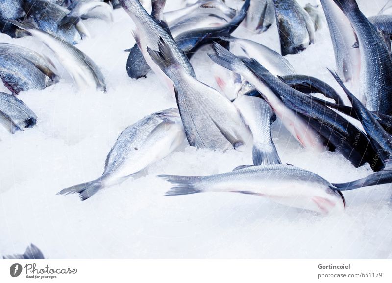 Icediving Lebensmittel Fisch frisch blau Meeresfisch Seefisch Eis kühlen Sommer fangfrisch Markt Farbfoto Nahaufnahme Textfreiraum unten