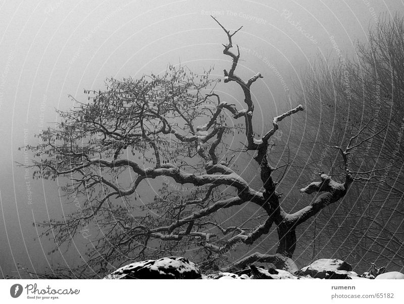Old Tree Winter tree fog cold freez&#1077 bonzay solitude bulgaria mountain alone tree in cold fog outdoor shooting