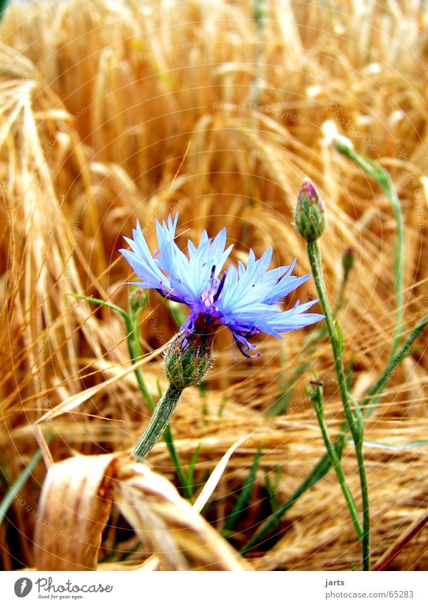 Mitten drin Kornfeld Kornblume Blume Feld Wiese Einsamkeit blaue blume gedreide jarts