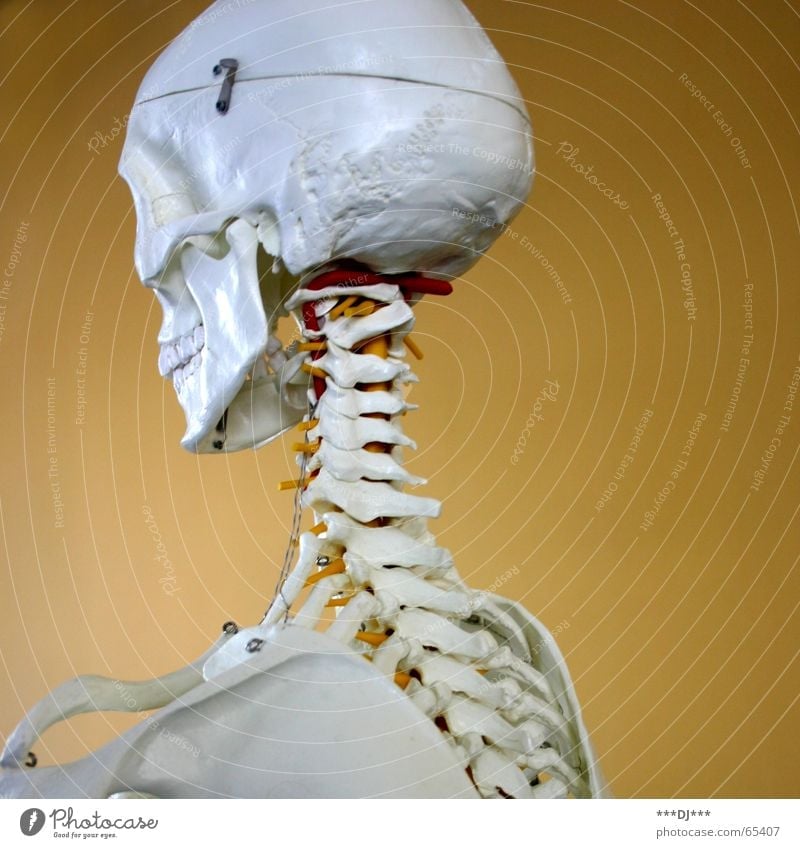 Puzzle für Fortgeschrittene Skelett Gesundheitswesen vorzeigen Haken Wirbelsäule Hinterkopf Nacken dünn Fröhlichkeit Mensch Schädel Tod Delikt enden Ende
