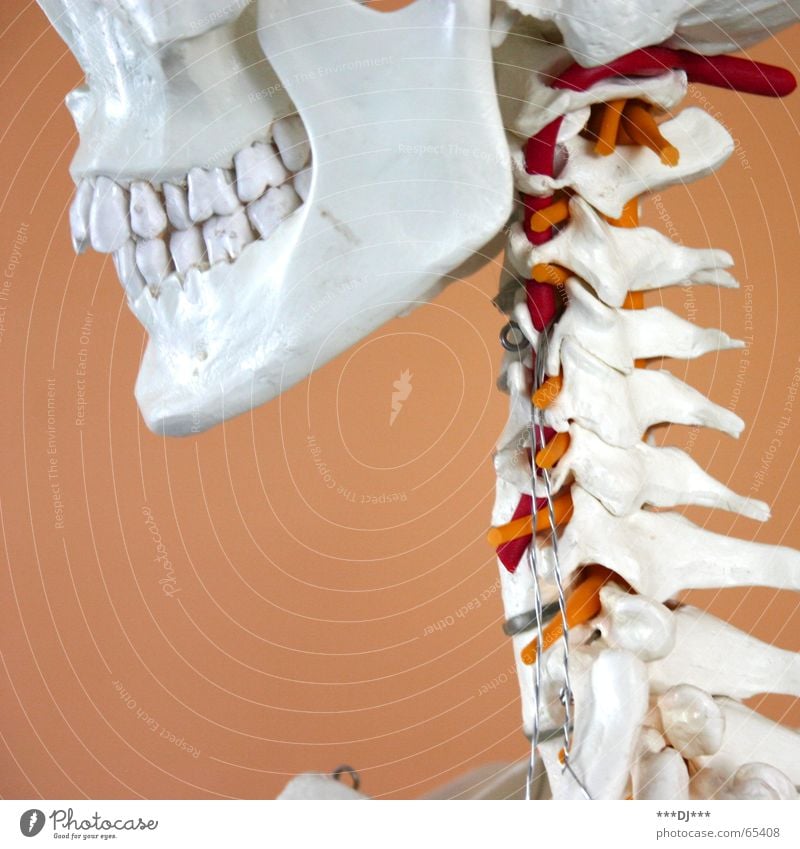 Grinsebacke Skelett Wange Gesundheitswesen Dinge Wirbelsäule Nacken Kopf Schädel lachen grinsen Kiefer Baugerüst Mensch Hals Zähne