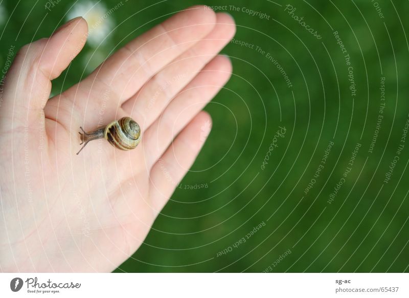 Tuchfühlung II Tier Gänseblümchen Hand Finger Fühler Schneckenhaus Zwitter Natur nah Kontakt contact tuchfühlung magaritten critter crawler escargot slug snail