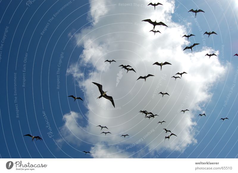 Invasion mexikanischer Fregattvögel Wolken Vogel blau-weiß Luft Tier Yucatan Himmel fregattvogel Mexiko invasion celestun Nationalpark