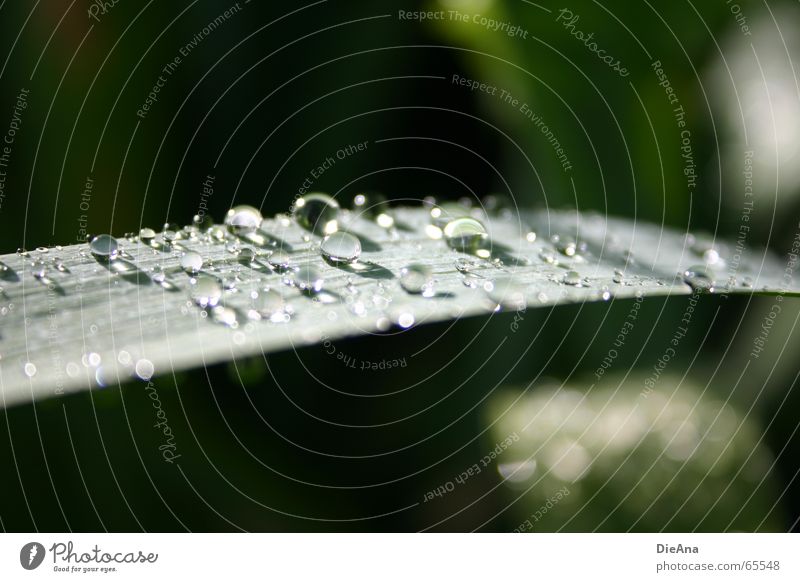 Nach dem Regen... Natur Wasser grün leaf raindrops water sunshine Farbfoto Außenaufnahme Menschenleer Tag Unschärfe