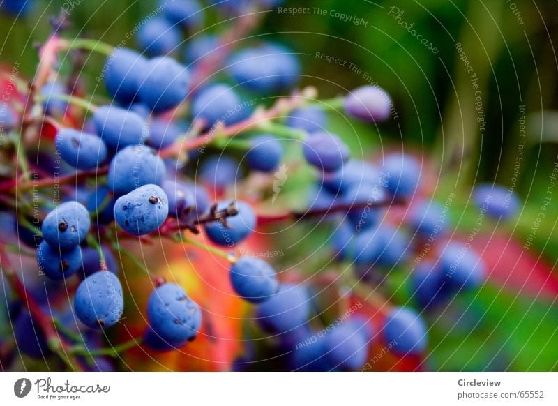 Wie, die blauen sind giftig? Vogelbeeren Pflanze Denken Perle Sommer frisch Umwelt schön Wunder mehrfarbig prächtig Natur Frucht Herbst splendour bird berries