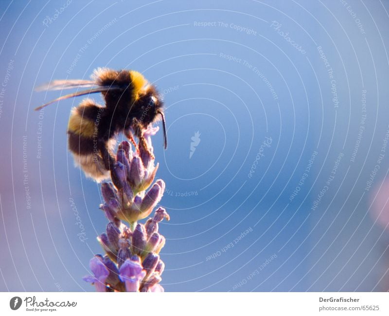 besitzergreifend Hummel Biene Blüte Blume Pflanze Top Gipfel Honig Sammlung aufdringlich geben nehmen ökologisch Ernährung aufklären fleißig