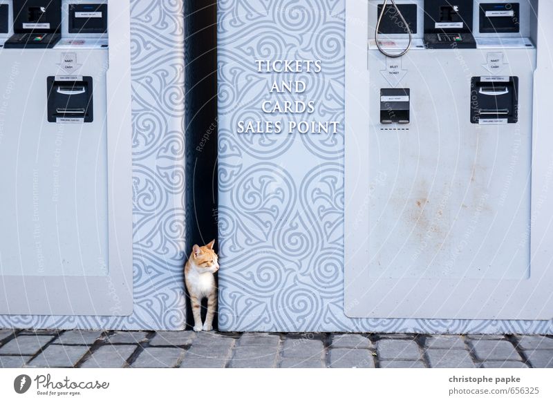 Jemand noch n Ticket? Istanbul Stadt Tier Haustier Katze 1 beobachten Blick Neugier niedlich wild ticketautomat Automat verstecken Farbfoto Außenaufnahme