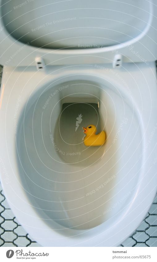 WC Ente II gelb Entenküken weiß Schnabel Augenbraue Toilette Wasser blau Im Wasser treiben Schwimmen & Baden