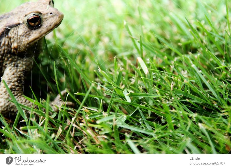 Ein frosch mit einem grünen froschauge und einem wassertropfen im