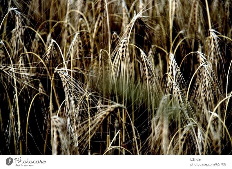 HANG THE HEAD Feld schwarz braun gelb Weizen Roggen Hafer Sommer Getreide Ernte stroh strohhalme Natur Bioprodukte