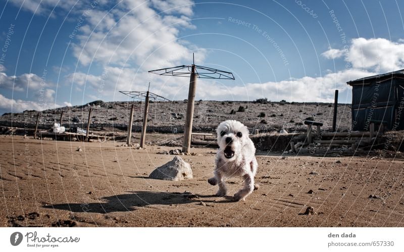 Tiny Fluffy Aggressive Sand Himmel Strand Haustier Hund 1 Tier rennen Aggression außergewöhnlich lustig niedlich Geschwindigkeit verrückt wild selbstbewußt Mut