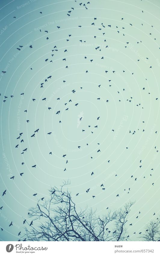 Schwärmerei Umwelt Natur Tier Luft Himmel Wolkenloser Himmel Baum Wildtier Vogel Schwarm fliegen fantastisch wild blau Stimmung Baumkrone Flucht Krähe chaotisch