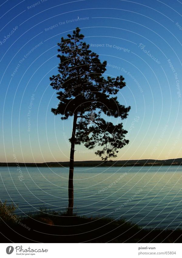 Entspannung Baum Tanne einzeln ruhig Idylle Romantik Erholung Abend Dämmerung See Stausee Horizont dezent Licht Gedanke Frieden friedlich Abenddämmerung Wasser