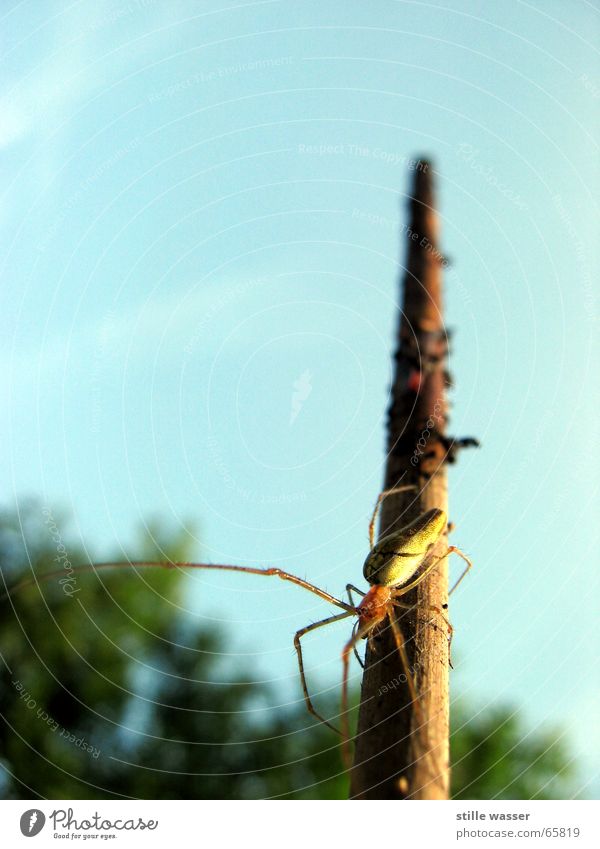 SPIDER Spinne Stock Insekt Baum Ekel zusätzlich Himmel Makroaufnahme Oder nicht