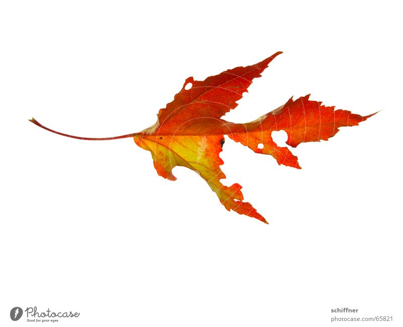 Herbstlaub I mehrfarbig Freisteller Blatt kaputt gelb rot Indian Summer zerfressen Reihe herbstlich Loch leuchtende Farben Stengel