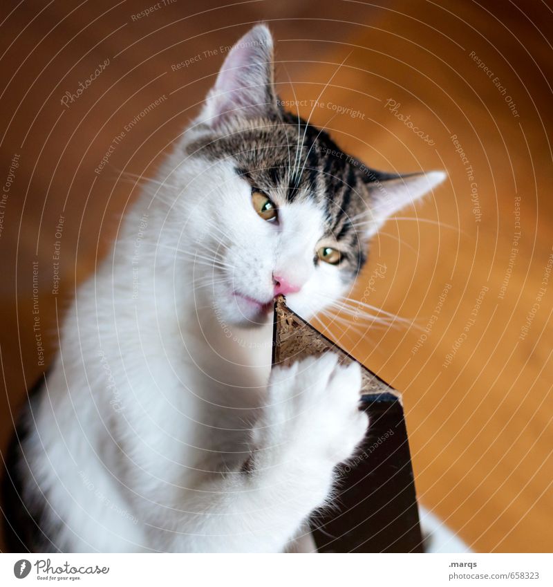 Riechen Tier Haustier Katze 1 entdecken Blick Neugier Geruch wahrnehmen Farbfoto Innenaufnahme Nahaufnahme Tag